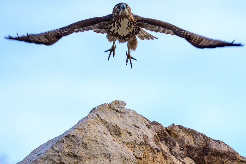 A hawk flying gracefully above a rocky outcrop against a clear blue sky.