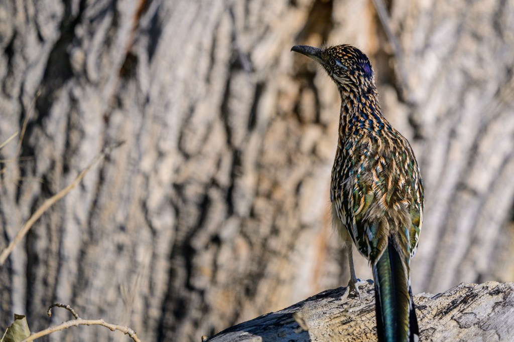 A colorful bird perched on a log with a textured tree trunk in the background.