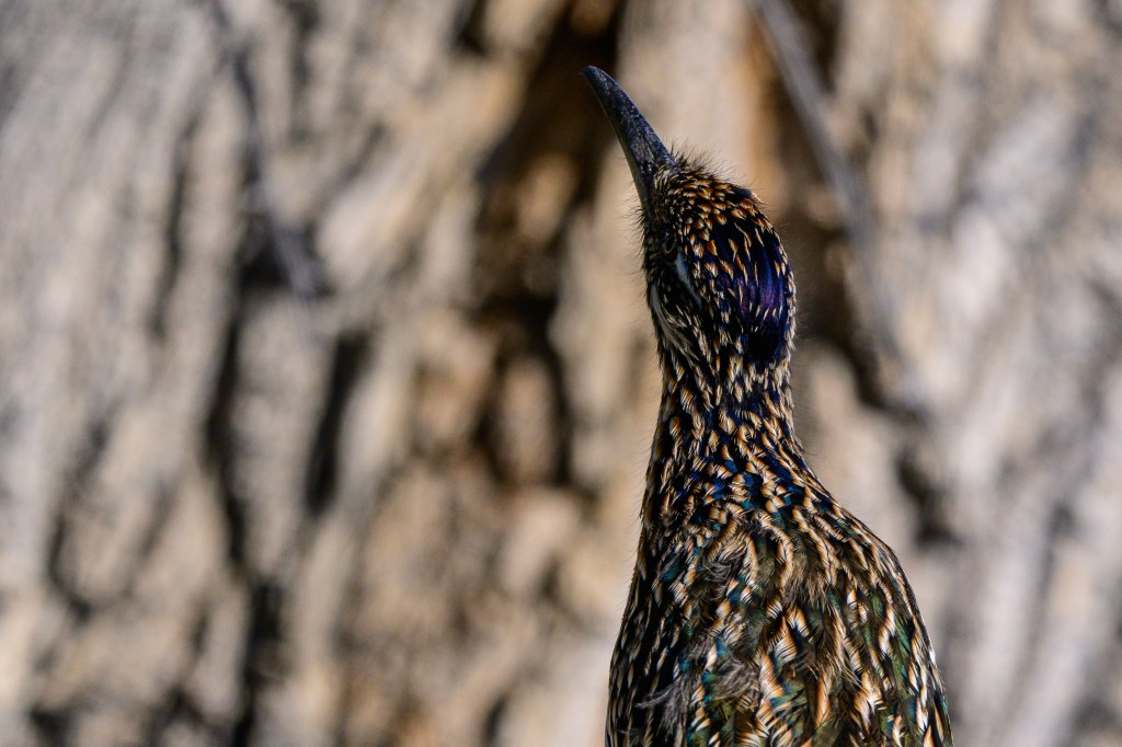 Close-up of a bird looking upwards against a textured tree bark background.