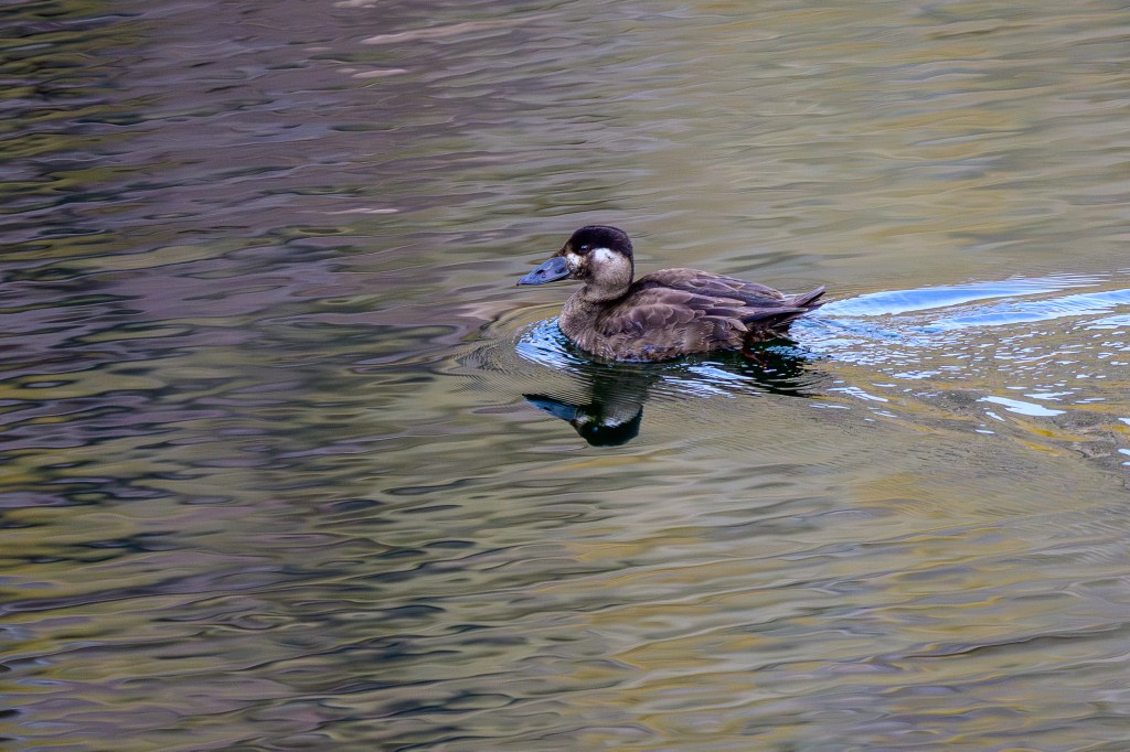 A duck swimming in calm waters, reflecting its image on the surface.
