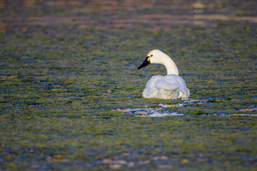 A white swan swimming on a pond covered with green algae.