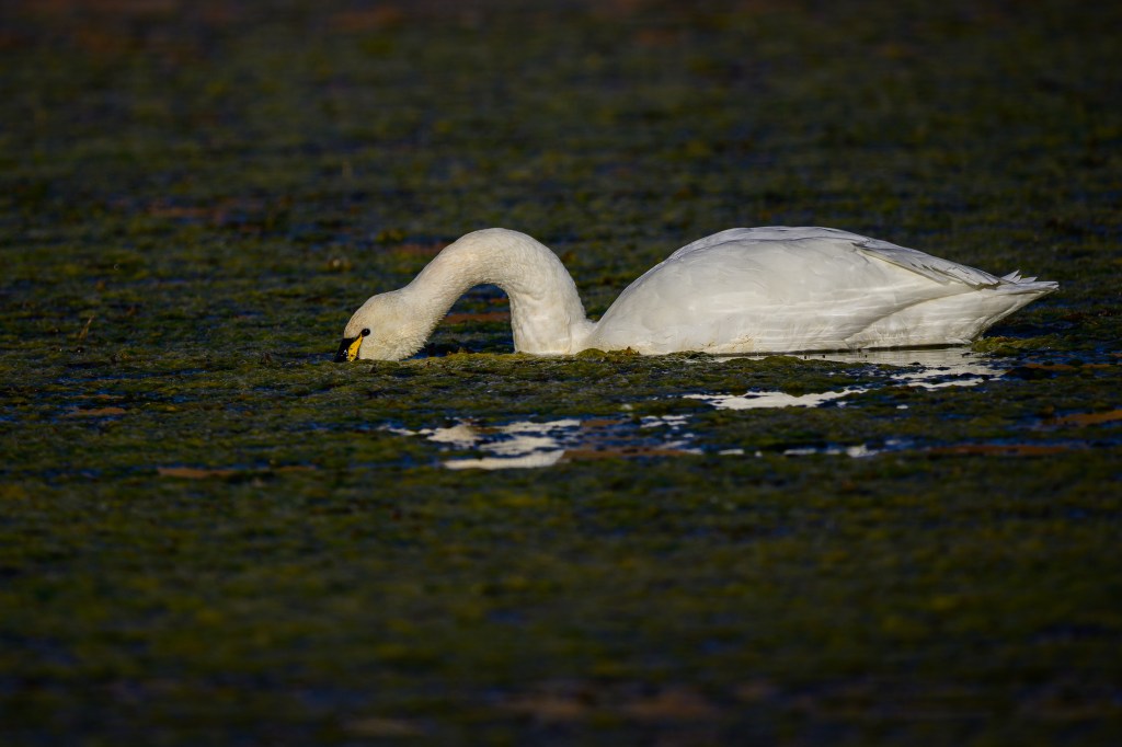 A white swan feeding in a grassy aquatic environment, its neck extended while it dips its head into the water.