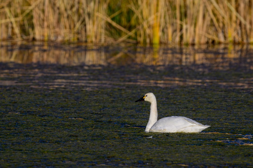 A white swan swimming in a calm body of water surrounded by tall grasses.