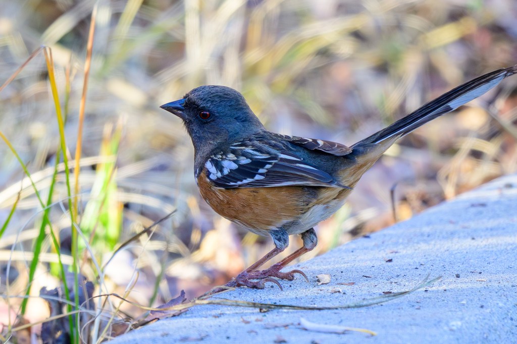 A side view of a small bird with a blue-gray head, brown body, and white wing markings, standing on the ground among grass in a natural setting.
