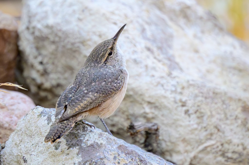 A small bird with a brown and gray plumage perched on a rock, looking upward.