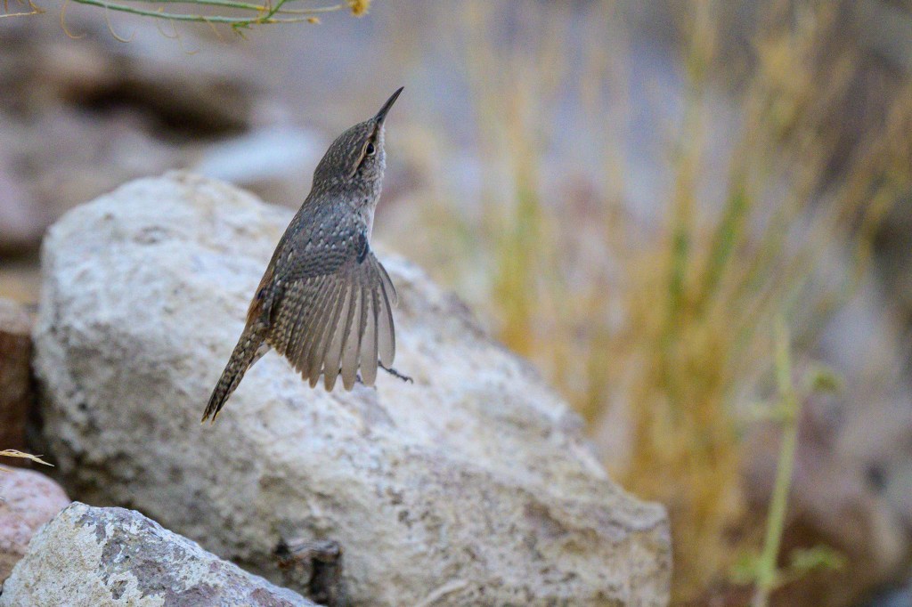 A small bird with wings spread, hovering near rocks in a natural setting.