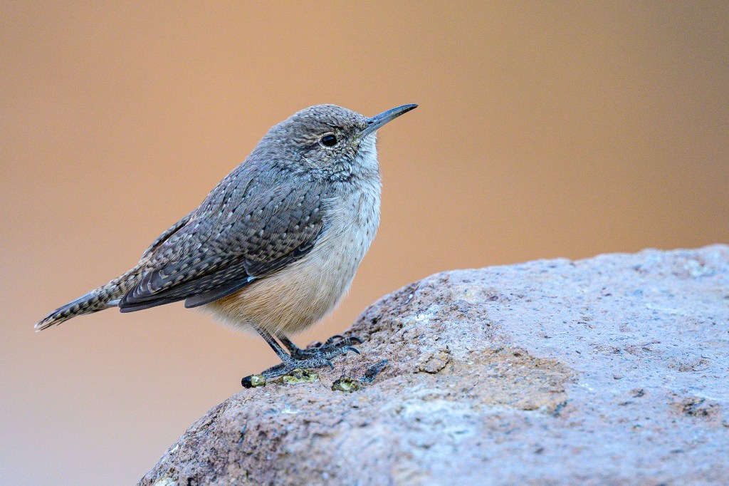 A small bird perched on a rock with a blurred background, showcasing mostly gray plumage with a lighter belly.