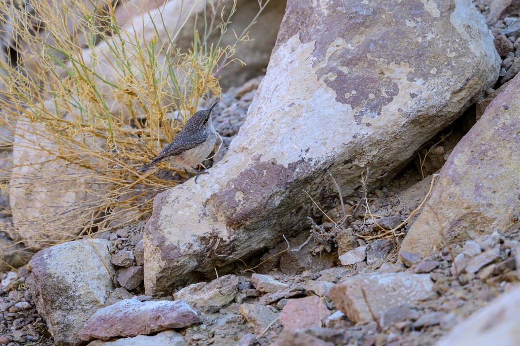A small bird standing among rocks and dry vegetation in a natural setting.