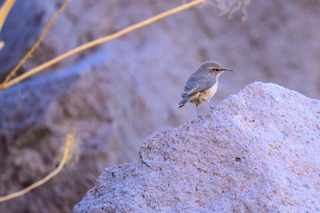 A small bird perched on a rock in a natural setting, surrounded by soft-focus background elements.