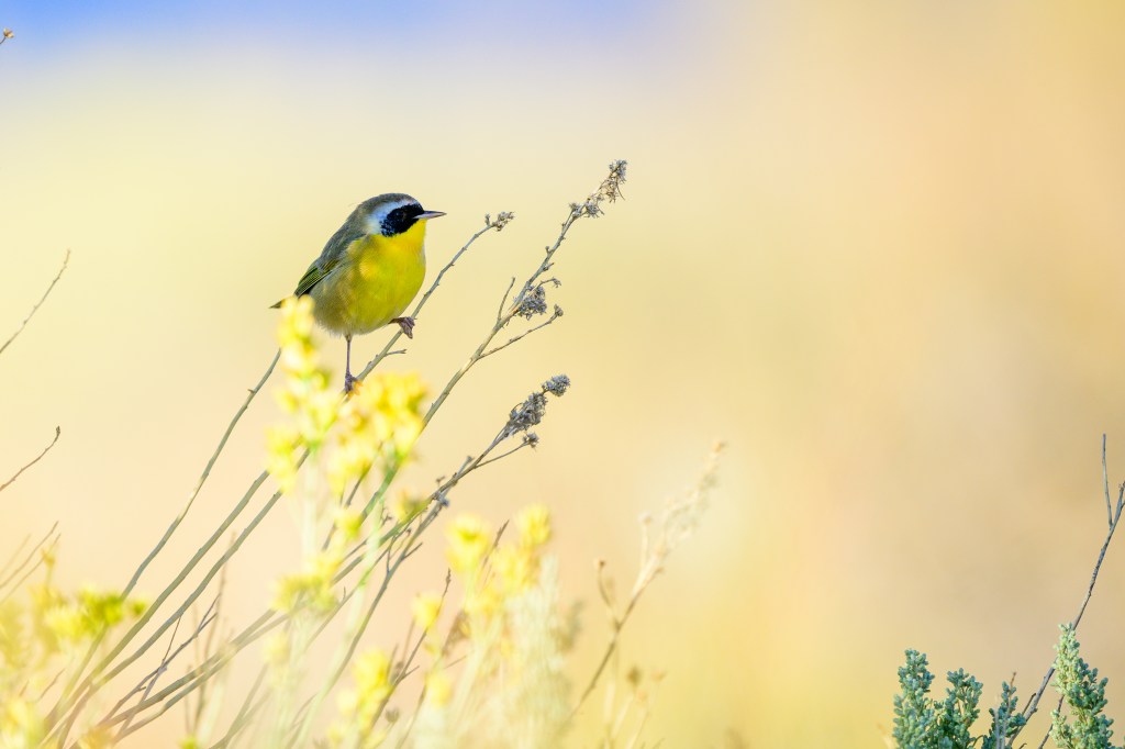 A small yellow bird perched on a branch among soft, blurred floral backgrounds.