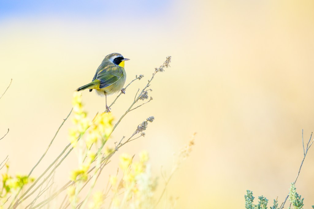 A small bird perched on a branch, surrounded by soft focus yellow flowers against a blurred pastel background.