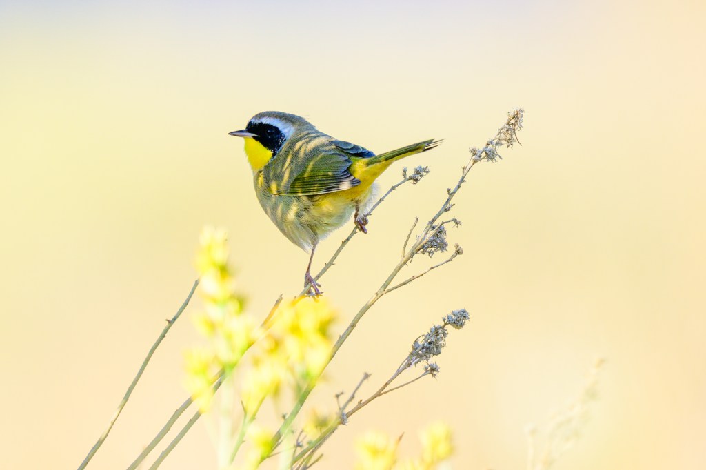 A colorful bird perched on a thin branch with yellow flowers, against a soft, blurred background.