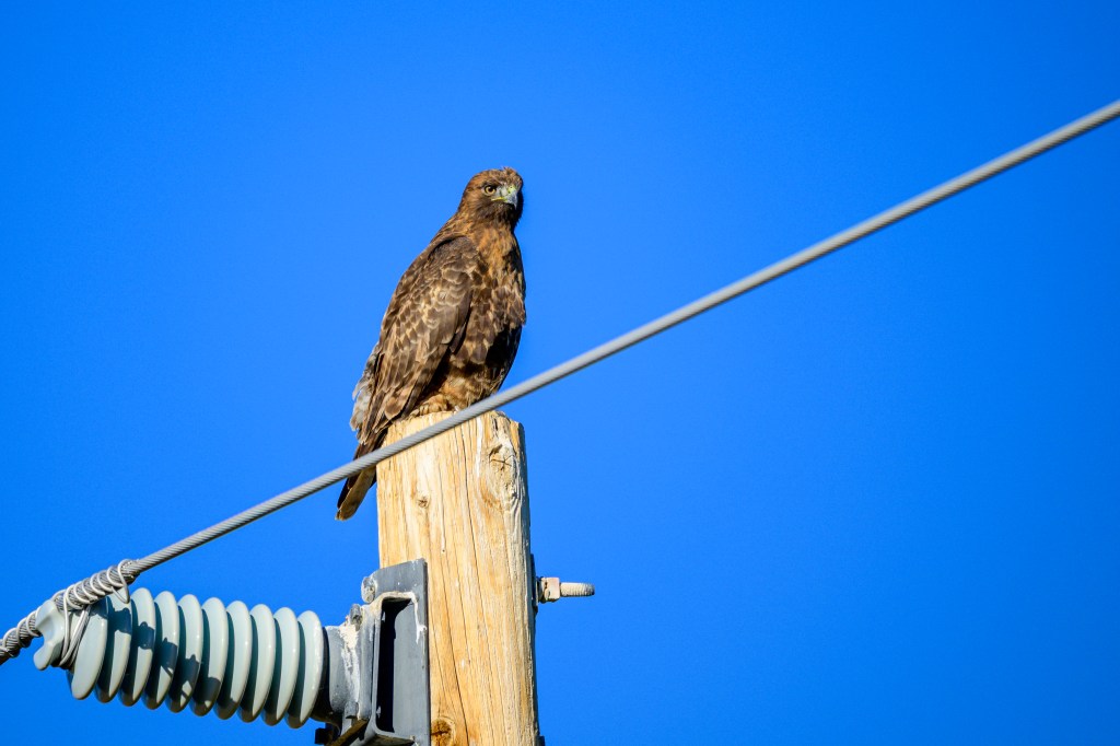 A hawk perched on a wooden utility pole against a clear blue sky.