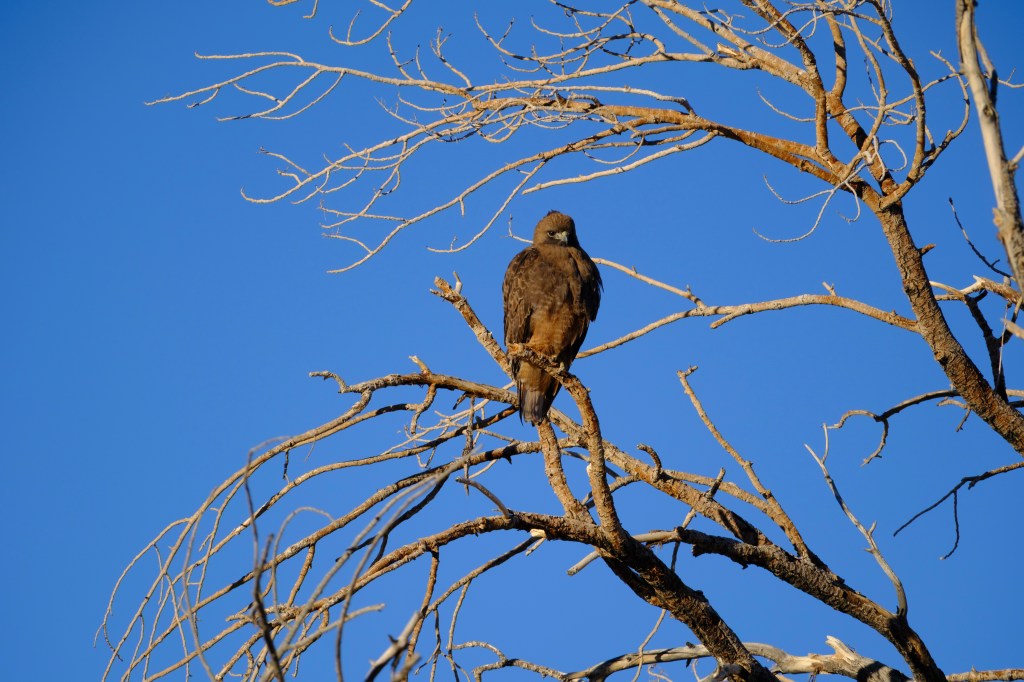 A hawk perched on bare branches against a clear blue sky.
