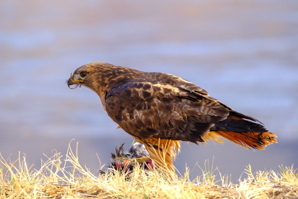 A hawk standing on grassy ground, holding its prey, with a blurred water background.