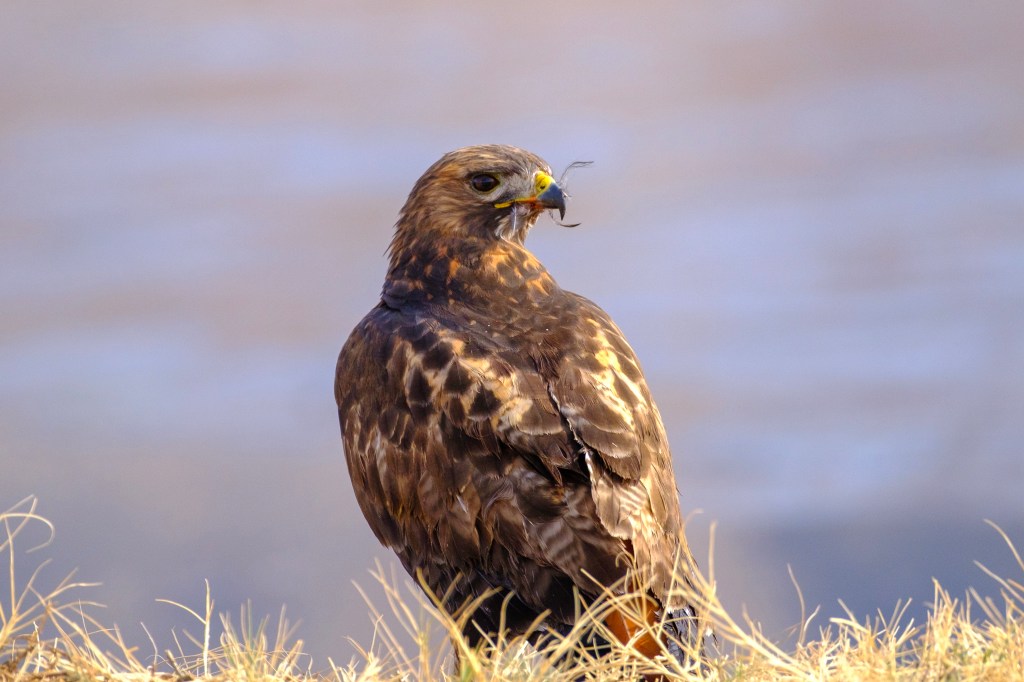 A close-up of a hawk perched on grass, with a blurred background of water.