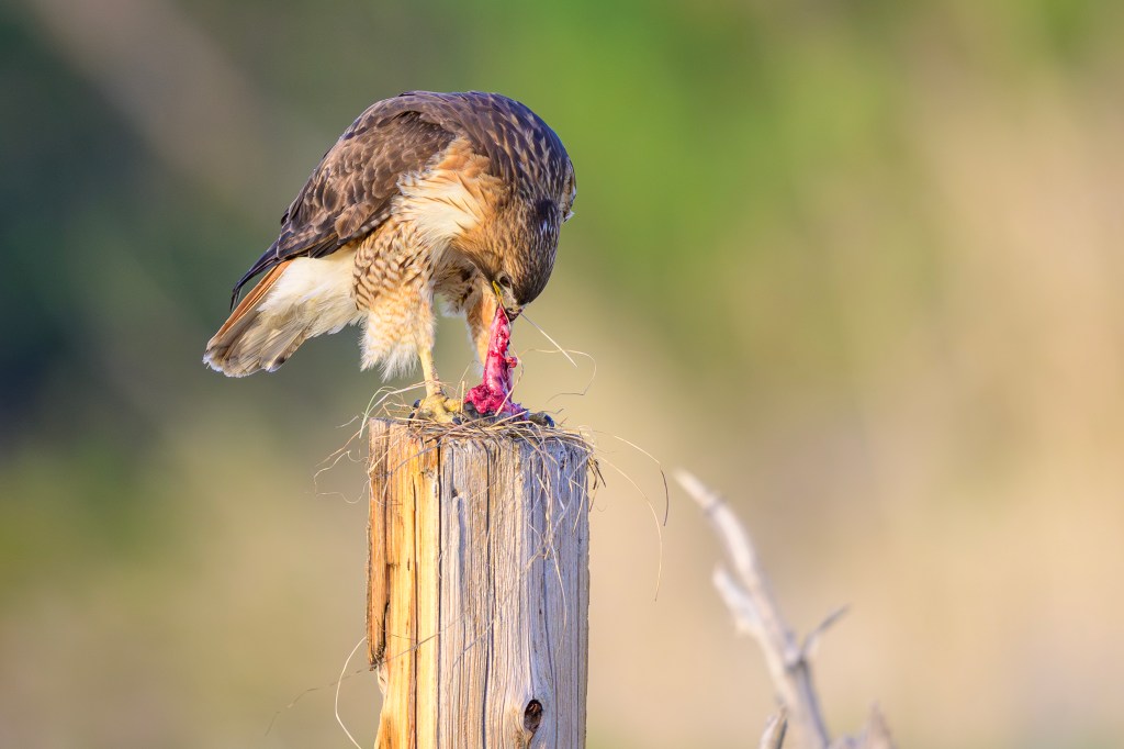 A hawk perched on a wooden post, tearing into a piece of meat, with a blurred green background.