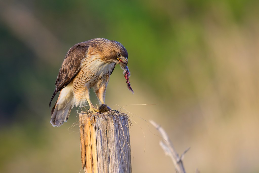 A hawk perched on a wooden post holding a piece of meat in its beak, surrounded by a blurred green and brown background.