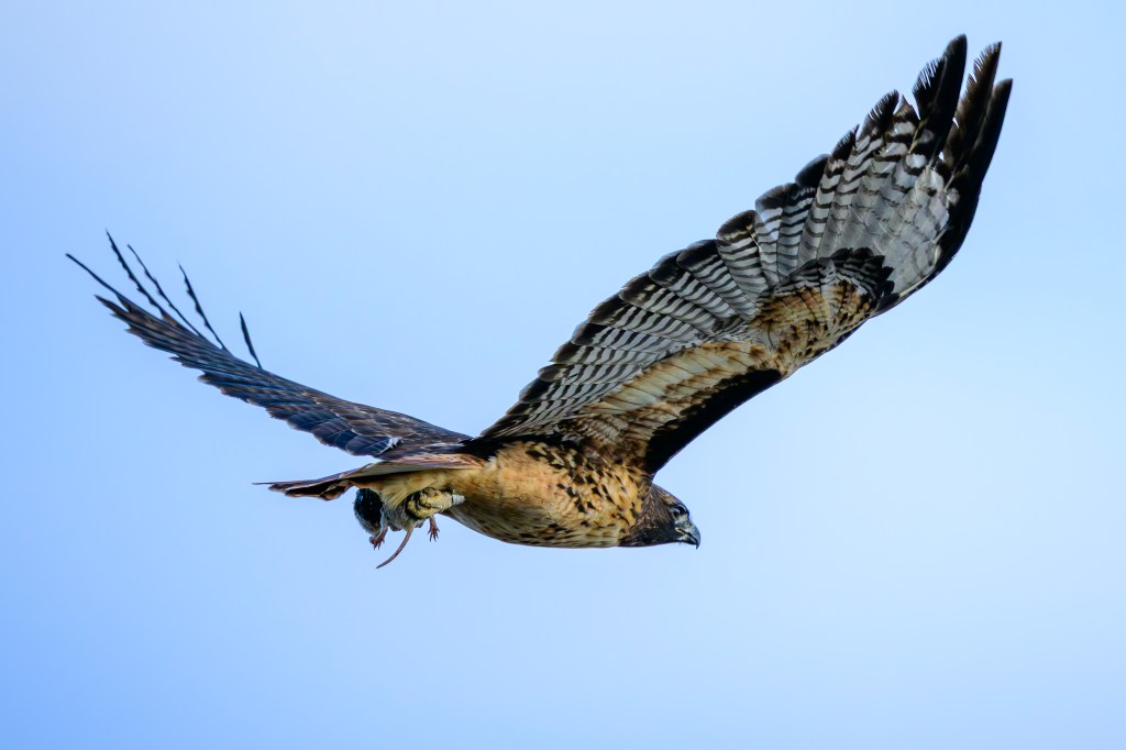 A hawk flying gracefully against a clear blue sky, clutching its prey in its talons.