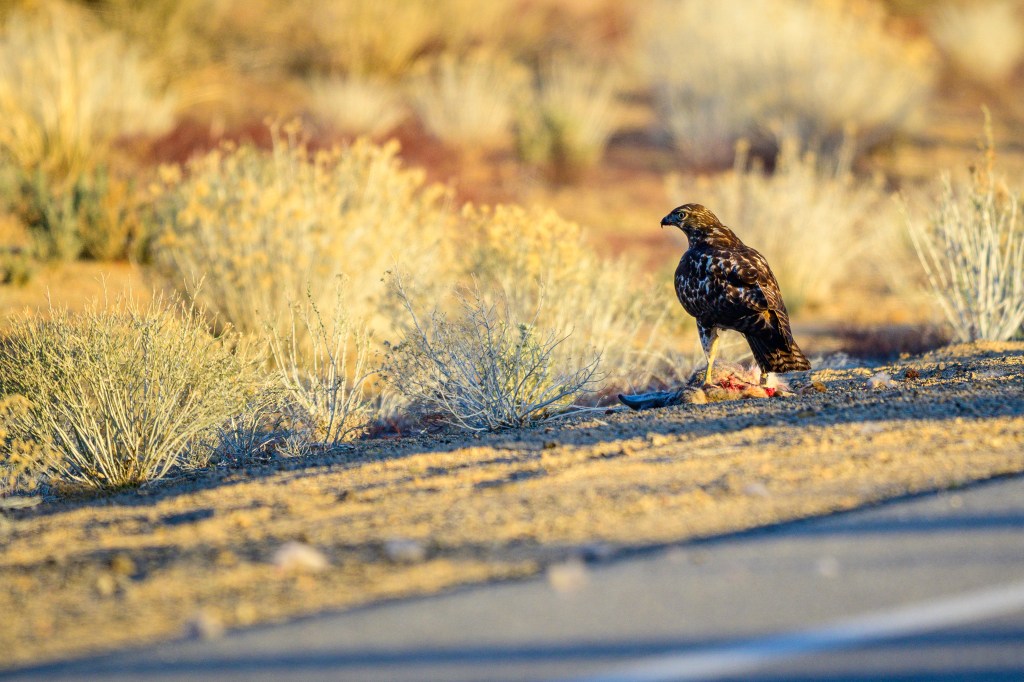 A hawk standing on a dirt road, with a small piece of prey in the foreground and desert vegetation in the background.
