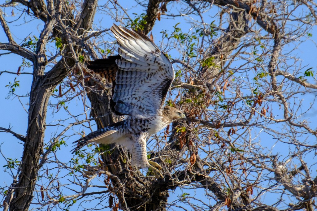 A hawk in flight, displaying its wings amid bare branches against a clear blue sky.