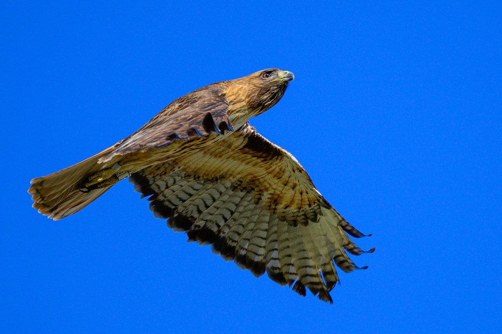 A hawk in flight against a clear blue sky.