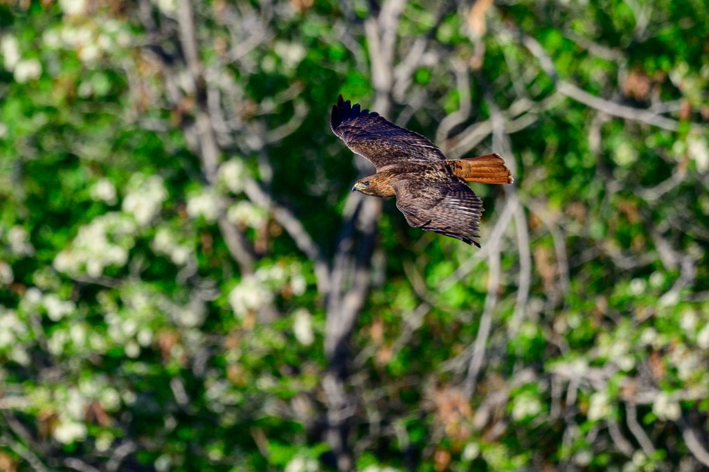 A hawk soaring through the air with a blurred background of green foliage.