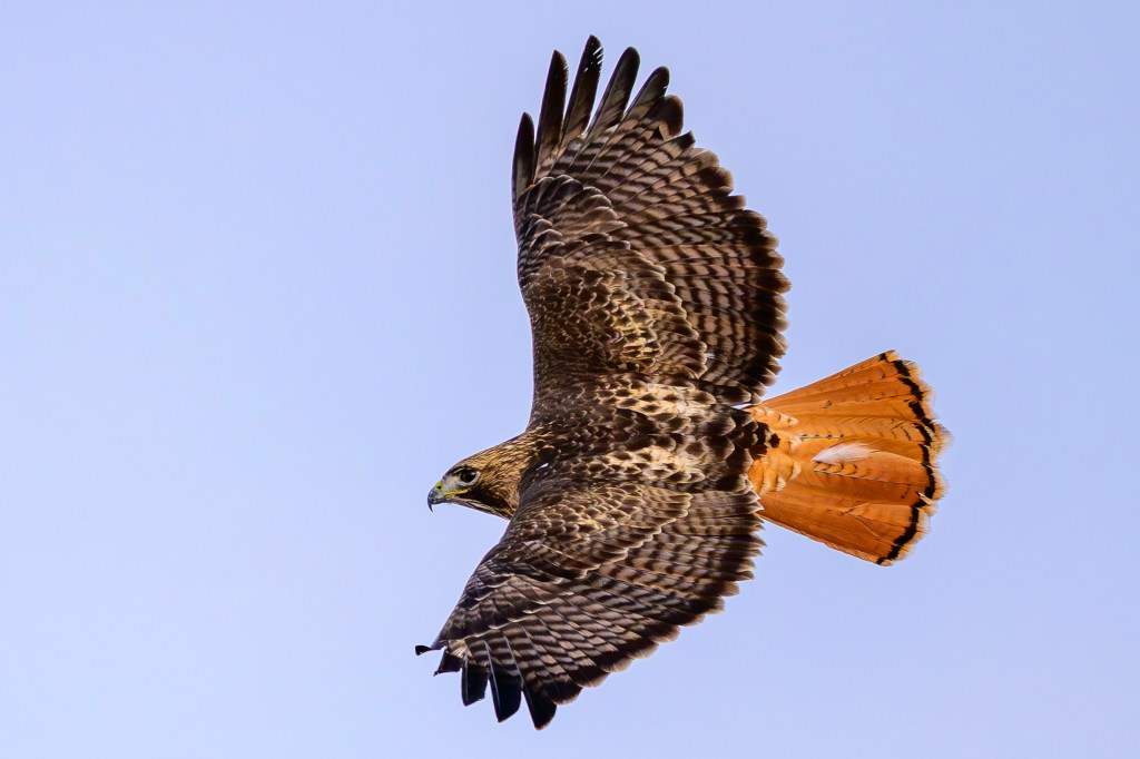 A hawk soaring gracefully in the sky, showcasing its spread wings and distinctive orange tail feathers against a blue background.