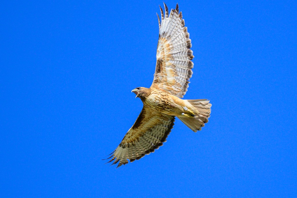 A hawk soaring in the blue sky with wings extended.