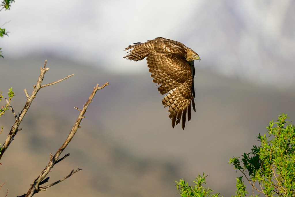 A hawk soaring gracefully in the sky, with outstretched wings and a blurred mountainous background.
