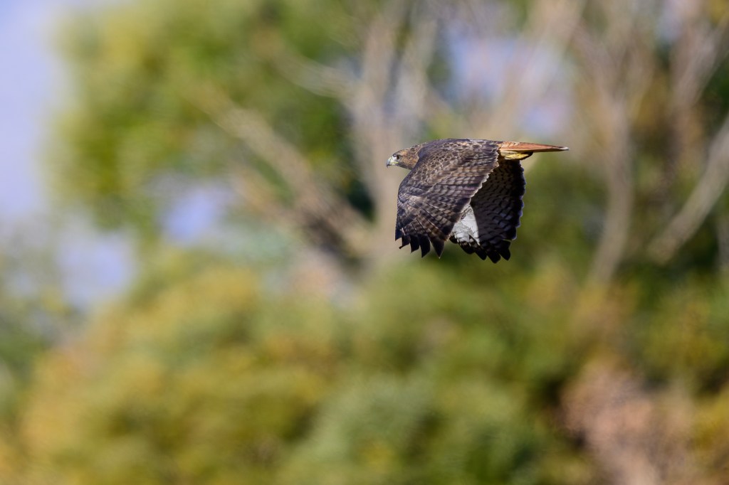 A hawk flying gracefully against a blurred green background of trees.