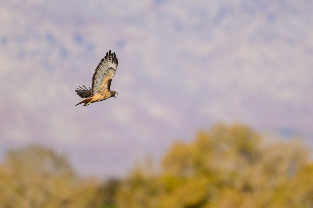 A hawk soaring in the sky against a blurred background of trees and hills.