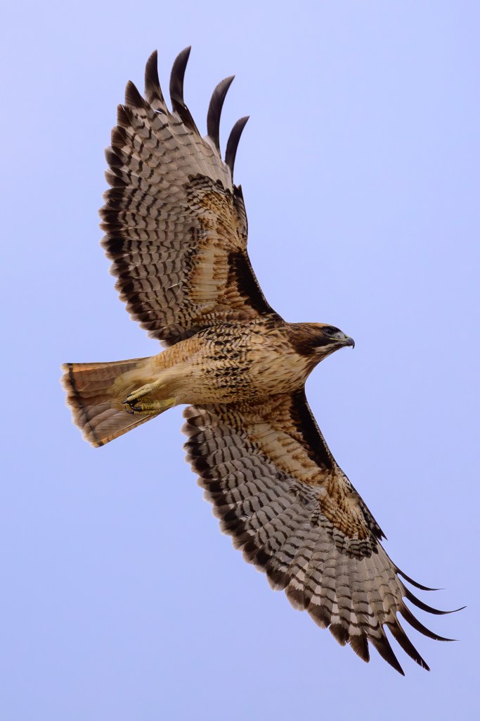 A hawk in flight with outstretched wings, displaying detailed feather patterns against a clear blue sky.