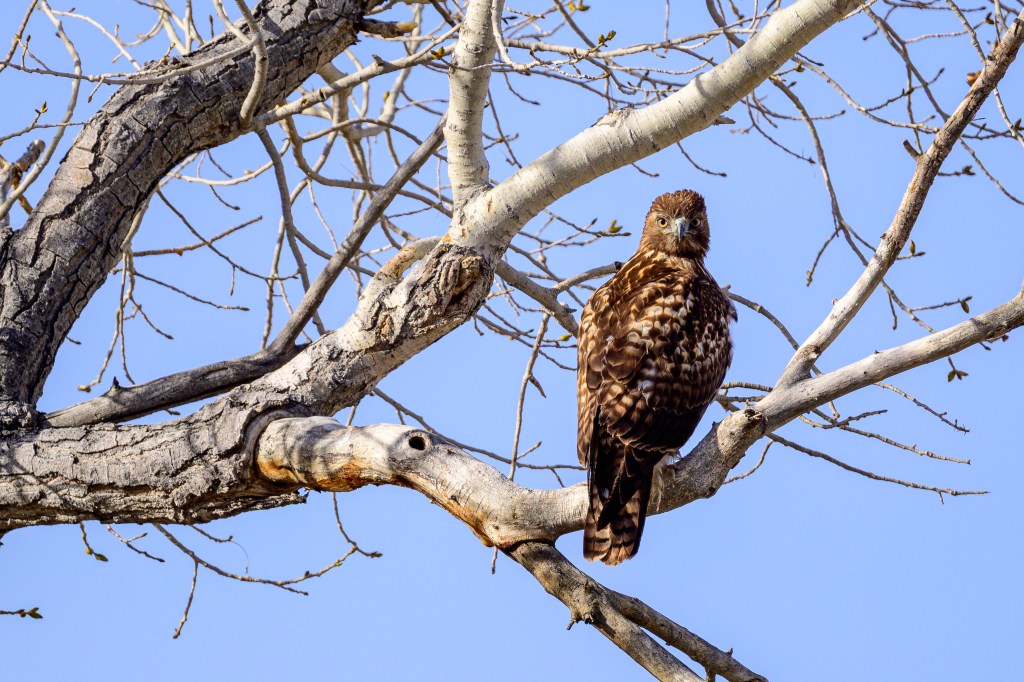 A hawk perched on a tree branch against a clear blue sky.