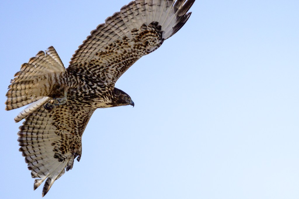 A hawk in flight against a clear blue sky.