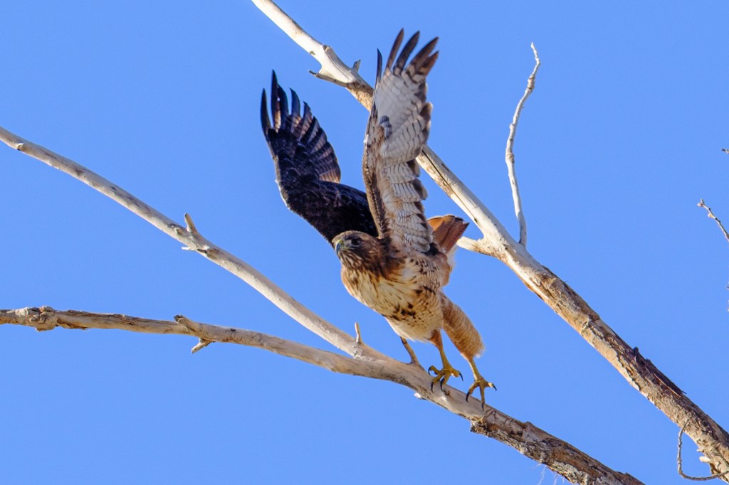 A hawk stretching its wings while perched on a branch against a blue sky.