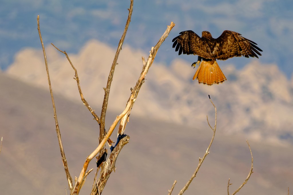 A hawk taking flight from a bare tree branch against a blurred mountainous background.