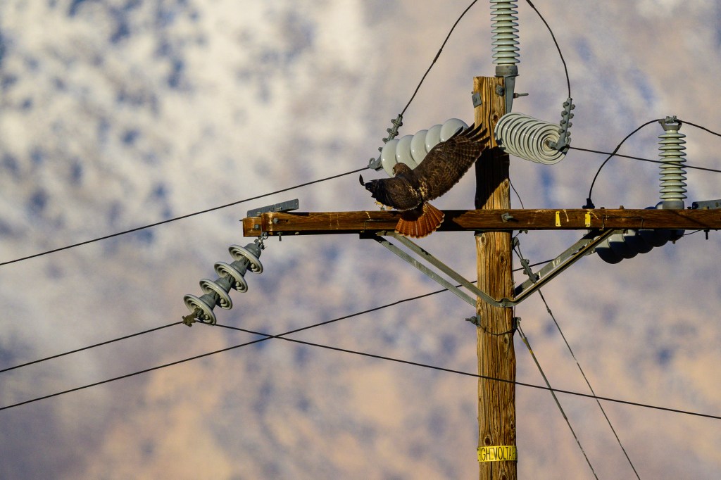 A hawk perched on a wooden utility pole with power lines and electrical insulators in the background.