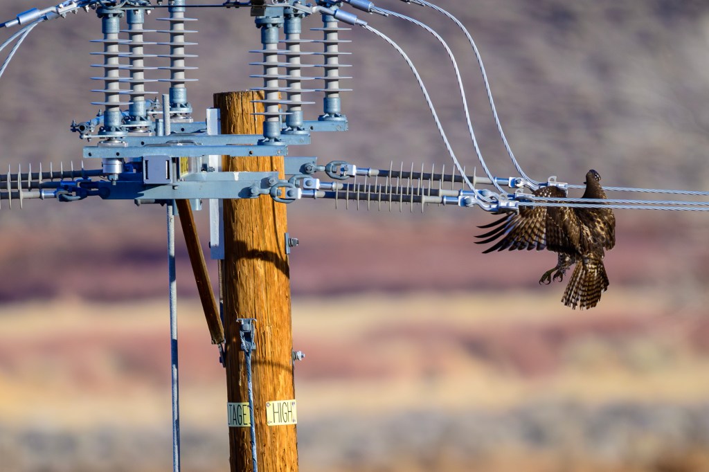 A hawk perched on a power line with electrical equipment in the background.