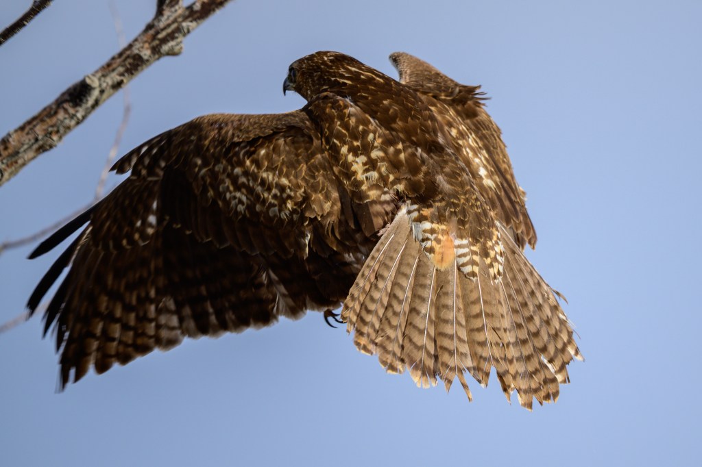 A hawk in flight, showcasing its detailed feather patterns against a clear blue sky.