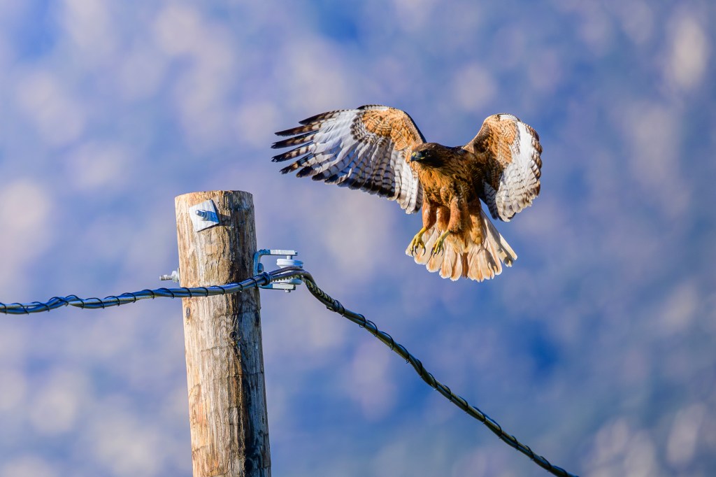 A hawk taking flight from a wooden post, with its wings spread and a blurred background.