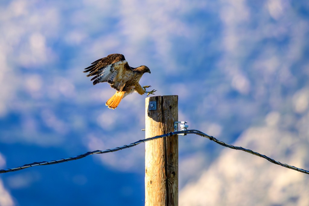 A hawk landing on a wooden pole with blurred natural scenery in the background.
