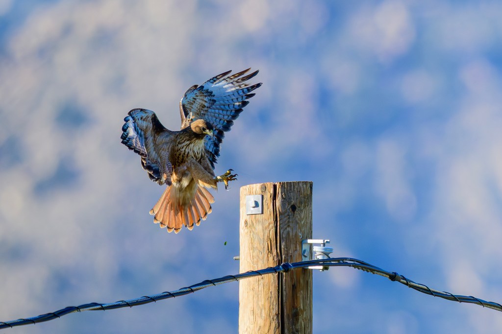 A hawk in flight above a wooden post, with its wings spread and a blurred blue background.