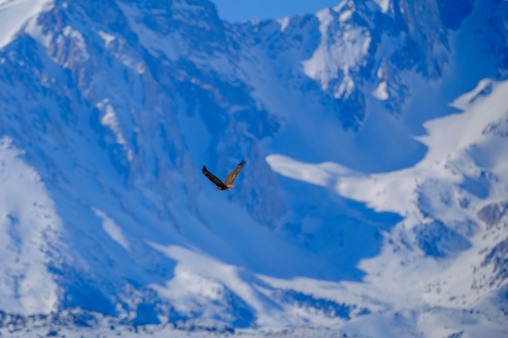 A hawk soaring gracefully against a backdrop of snow-covered mountains and a clear blue sky.
