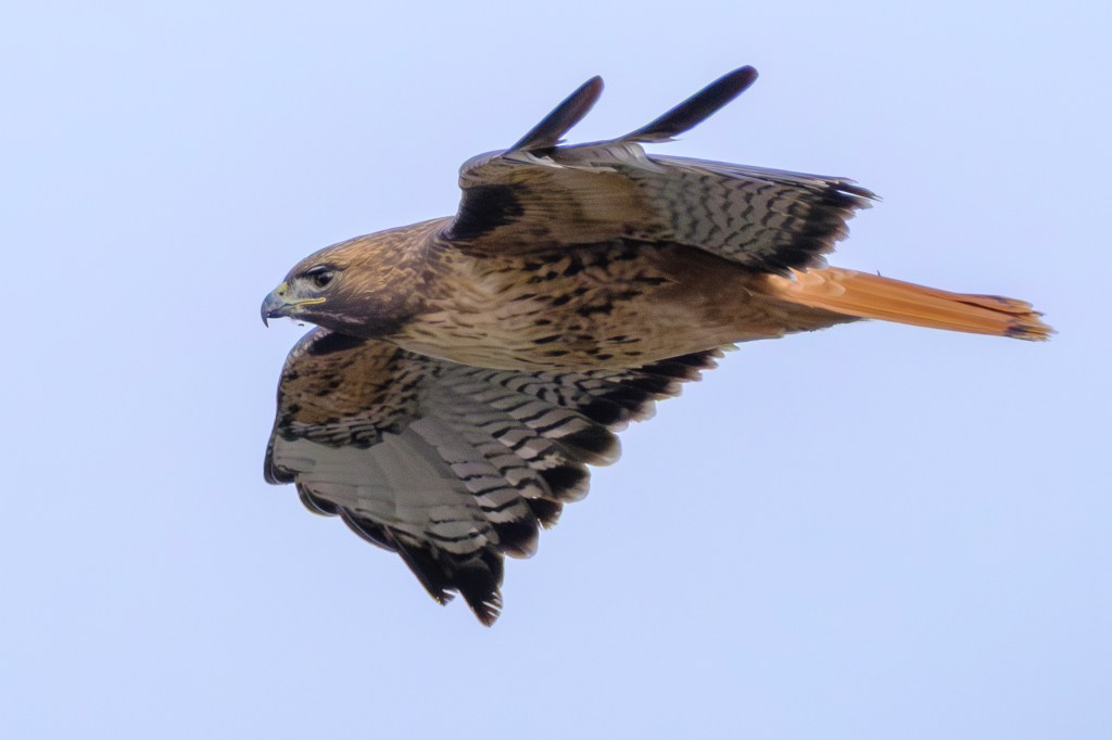 A hawk in flight, showcasing its wings and distinctive plumage against a sky background.