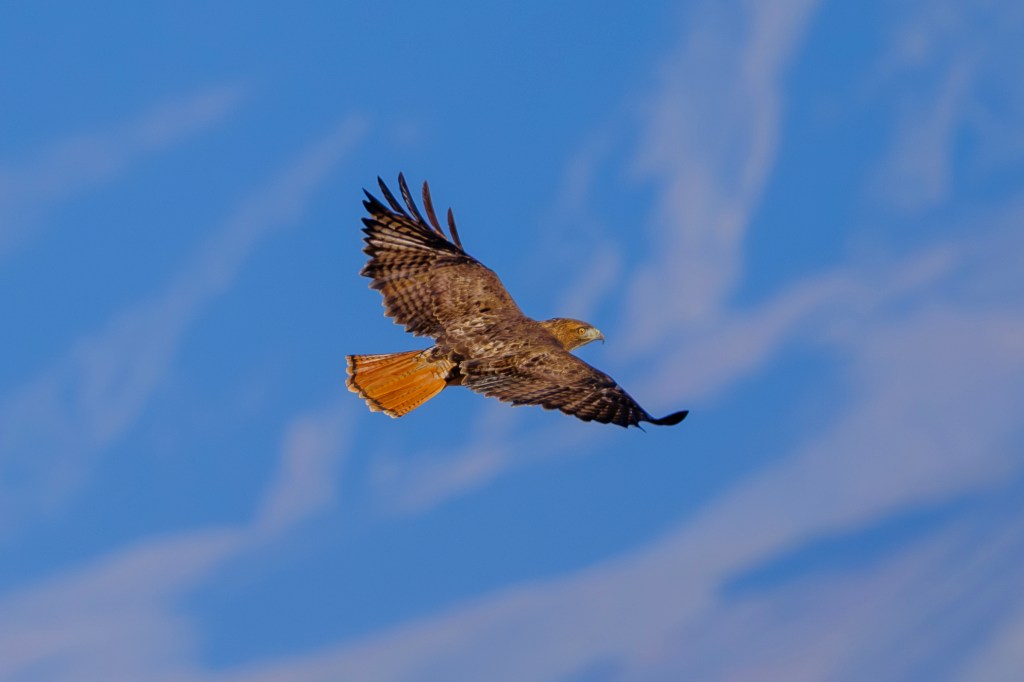 A hawk soaring gracefully against a clear blue sky with mountains in the background.