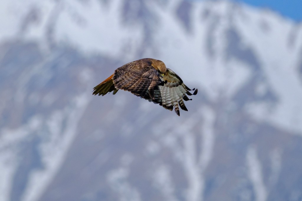 A hawk soaring gracefully in the sky with snow-capped mountains in the background.
