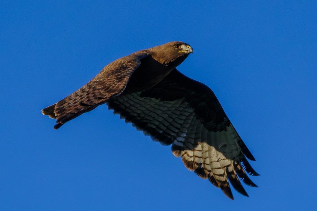 A hawk in flight against a clear blue sky.