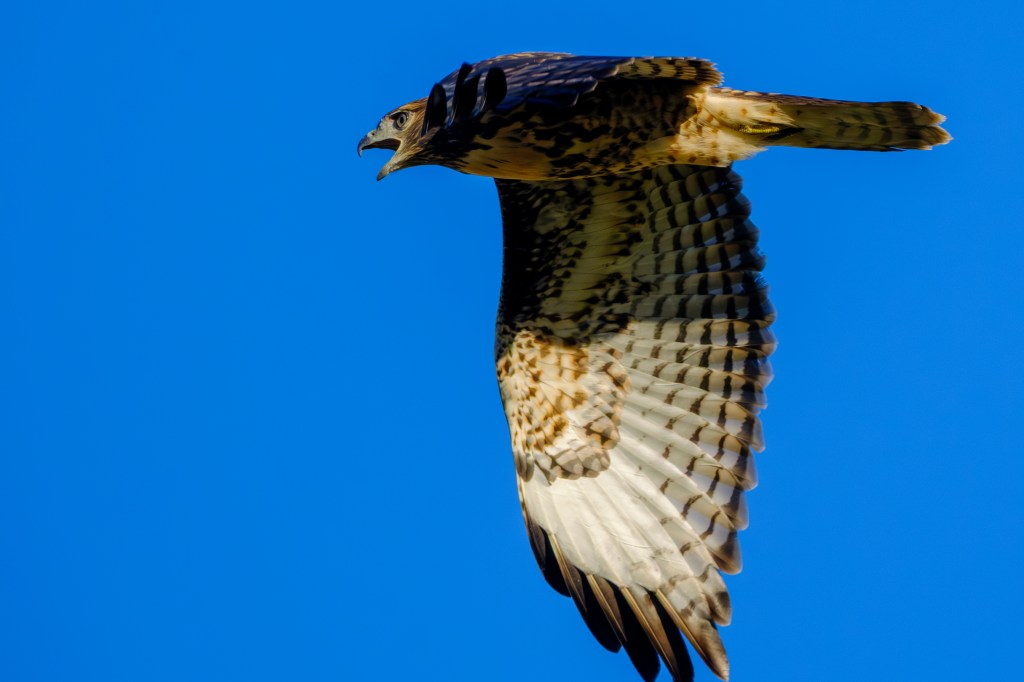 A hawk soaring in the sky with outstretched wings against a blue background.