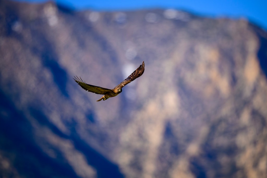 A hawk in flight against a blurred mountainous background with blue skies.
